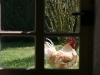 A visit from next door's chickens is common.